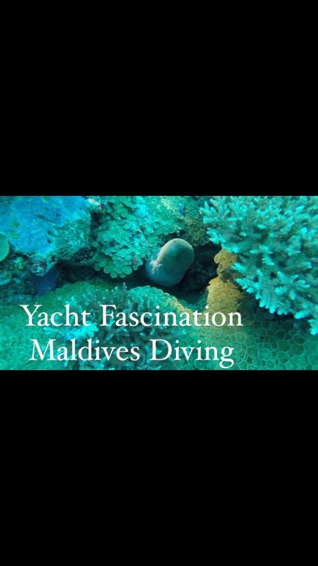 Night dive on yacht Fascination private yacht diving trips for friends and family holidays 

www.fascinationmaldives.com 

#diving #divingholiday #diving_photography #divinglife #divingfromboat #divinginmaldives #takemediving #divingmag #divingassociation #maldivesyachtcharters #maldivestrip