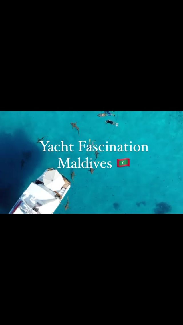 Snorkeling from the back of the yacht 🛥️ some friendly nurse sharks and stingrays came to visit us !!

www.fascinationmaldives.com 
info@fascinationmaldives.com 

#snorkeling #snorkel #maldivesnorkeling #yachtday #yachtcharter #maldivesyachtcharter #maldivescruise #maldivesdreams🏝 #maldive #maldivesislands #maldivestrip #awavetravel #fascinationmaldives #nurseshark